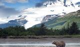 Bear on the shore in Alaska